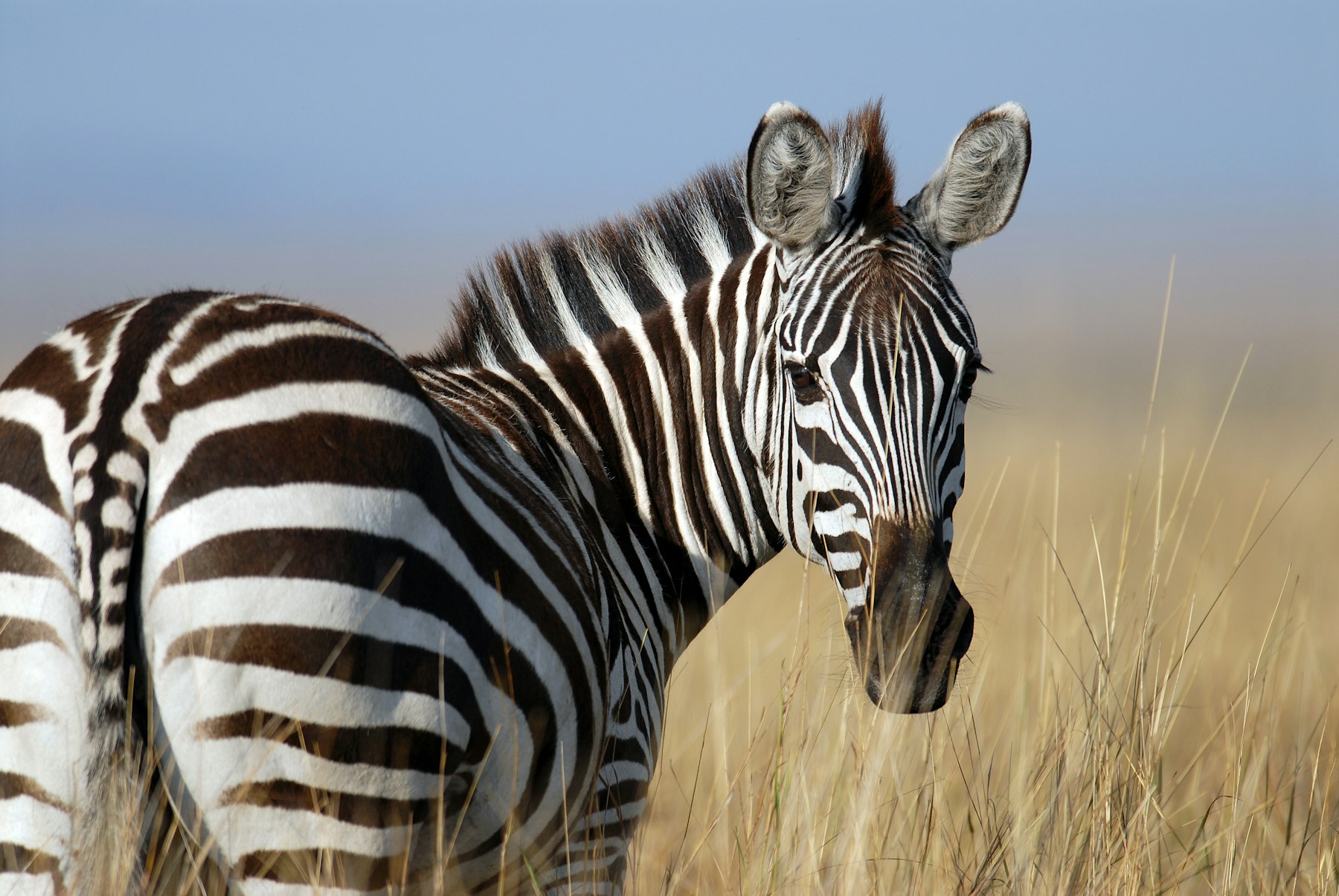 Serengeti Under Canvas