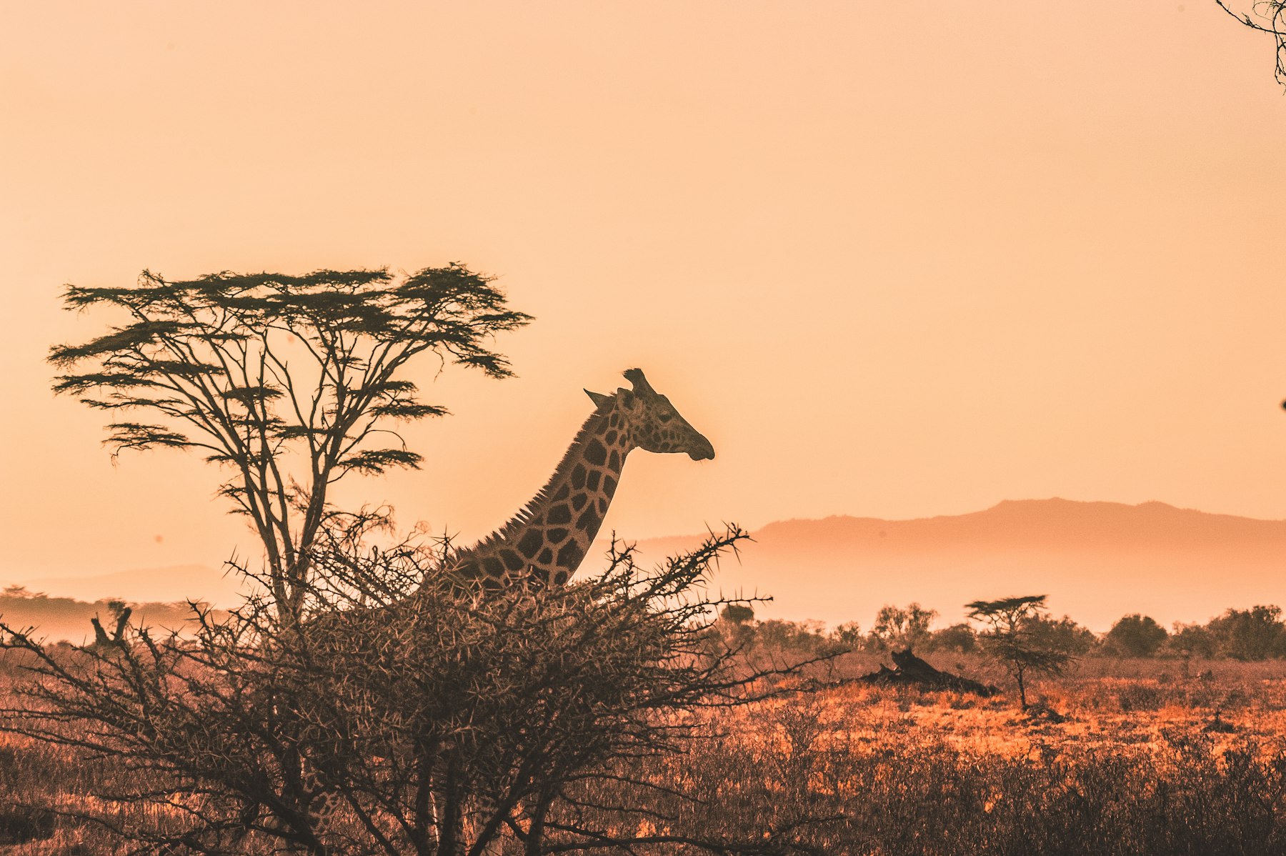 Couple & romantic safaris