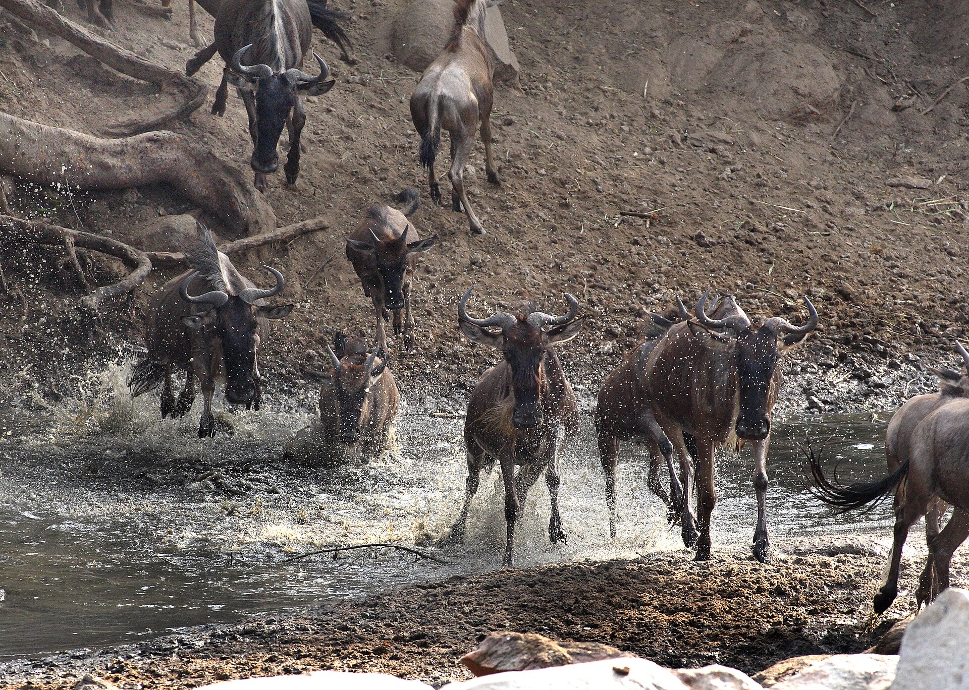 Serengeti migration safari