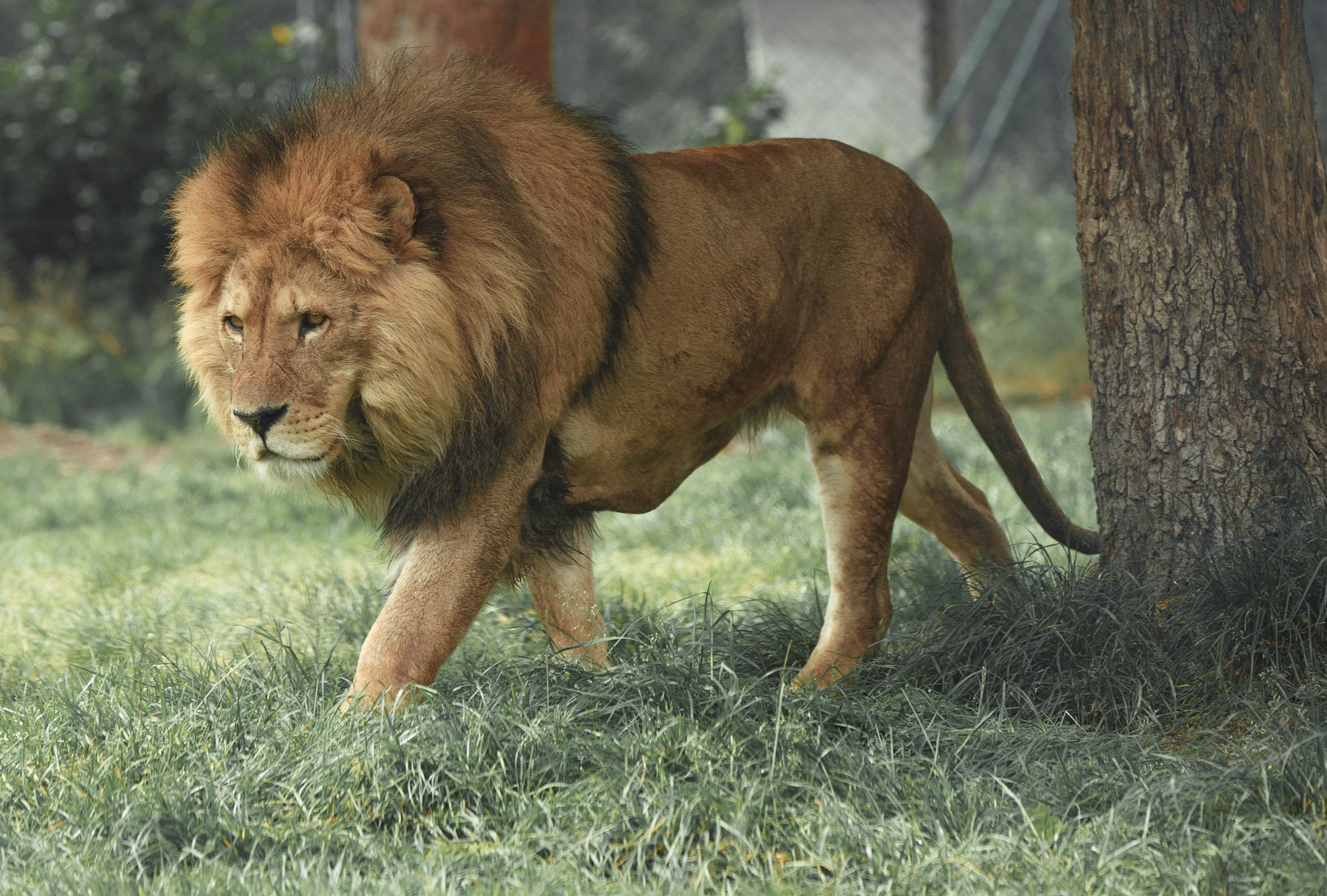 Exclusive Serengeti Air Safari