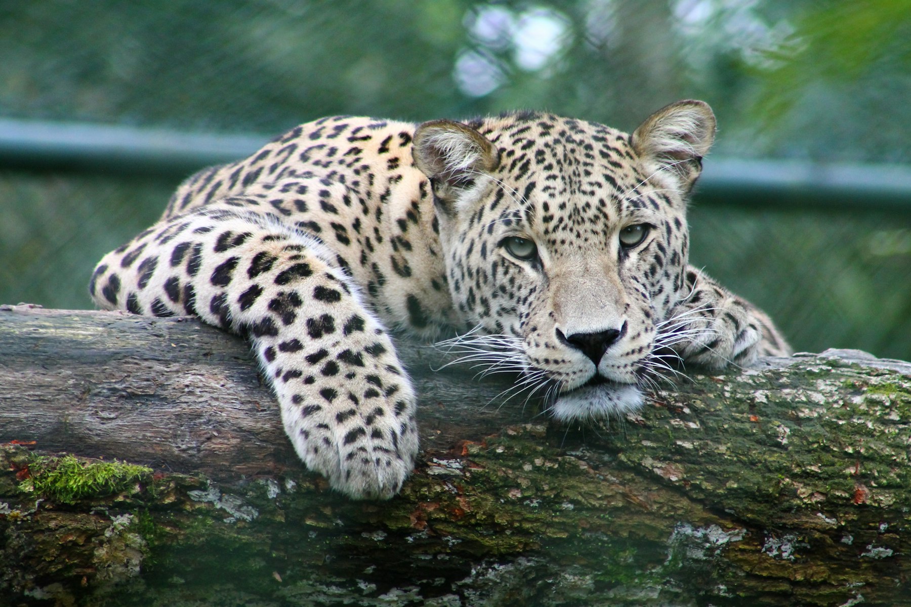 Ndutu & the Southern Plains