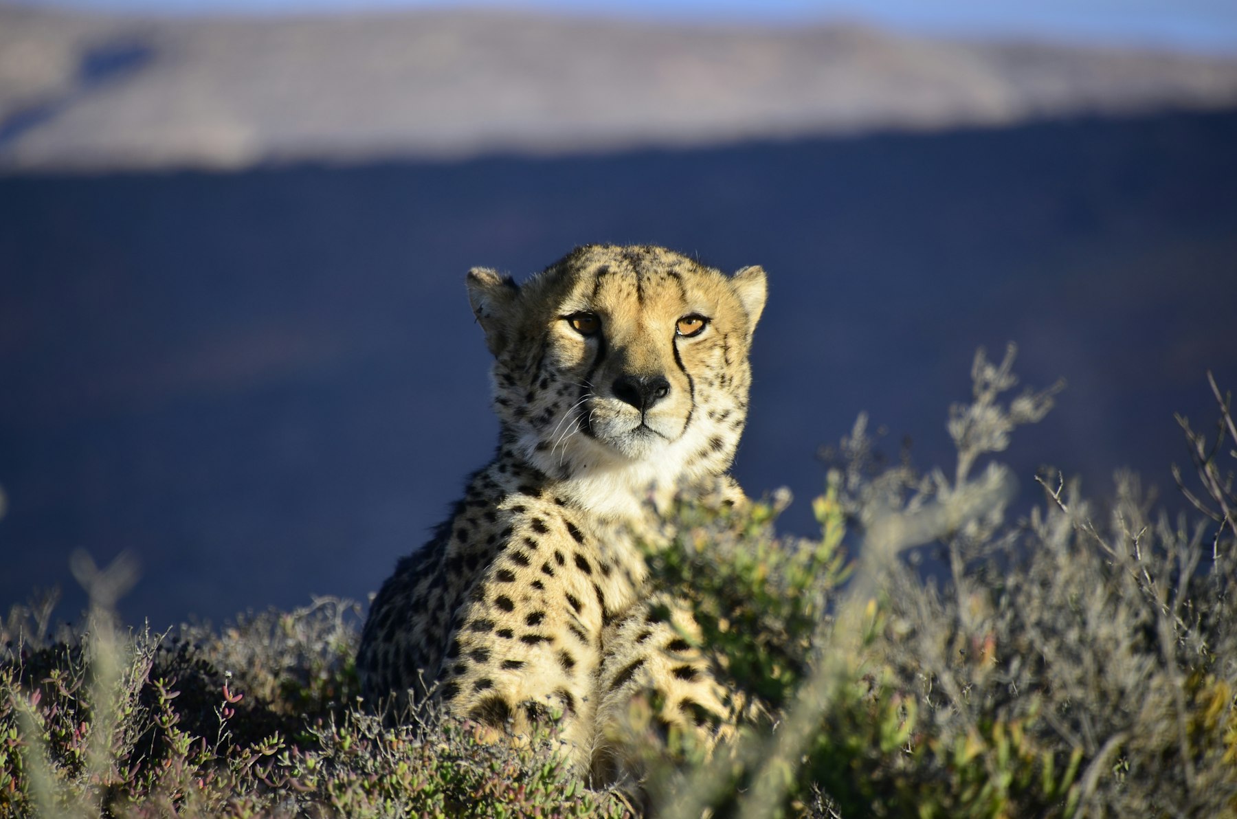 Ruaha National Park